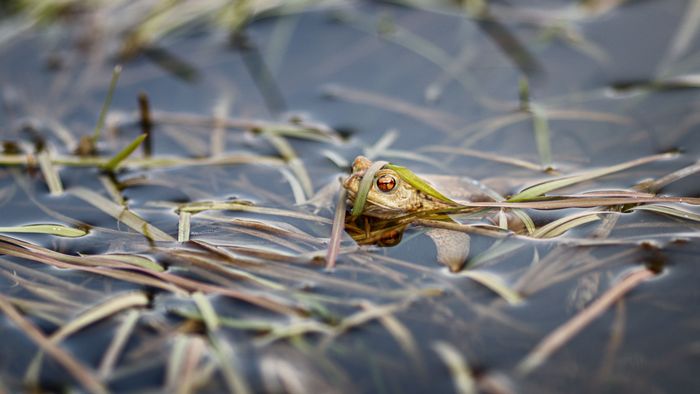 Eine brauner Frosch schaut zwischen Wasserpflanzen aus einem Gewässer.