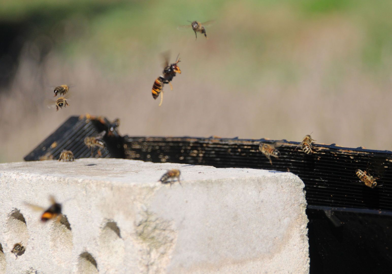 Eine Asiatische Hornisse fliegt inmitten von Honigbienen.