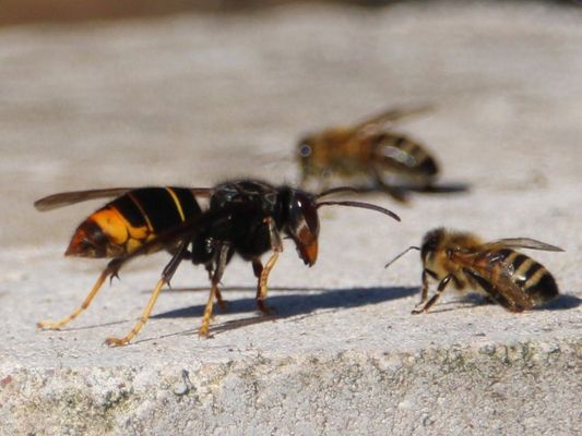 Eine Asiatische Hornisse steht neben einer Honigbiene
