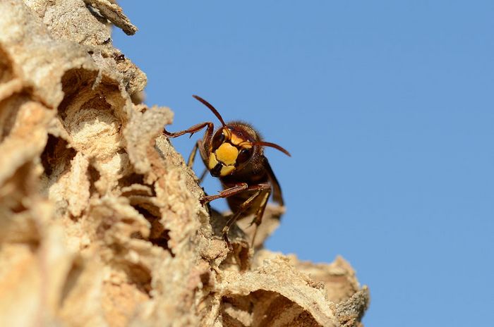 Vespa crabro